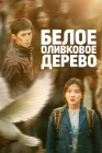  Белое оливковое дерево смотреть онлайн сериал 1 сезон 
