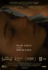  Пальмы и линии электропередач смотреть онлайн (2022) 