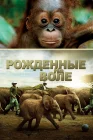  Рожденные на воле смотреть онлайн (2011) 